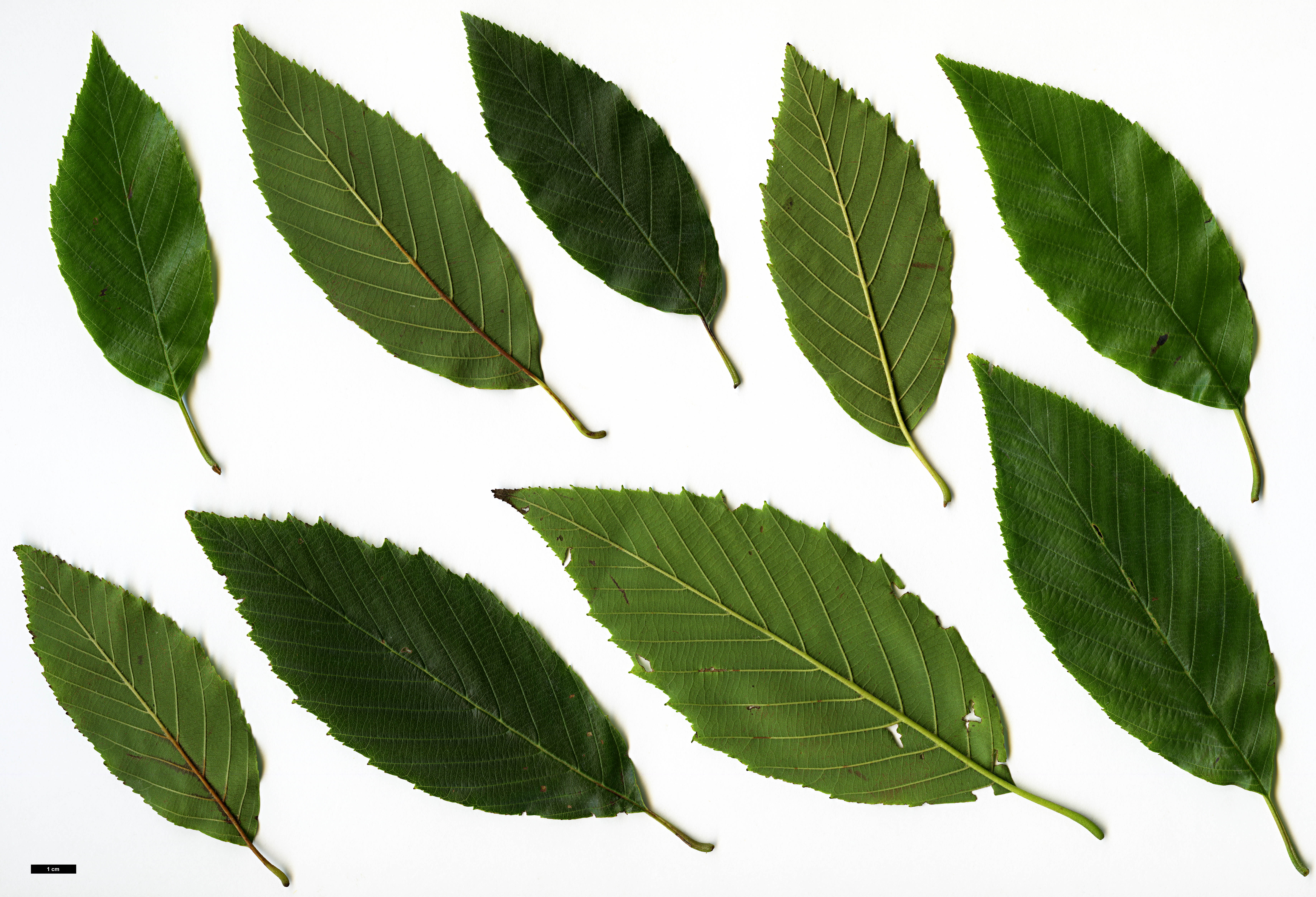 High resolution image: Family: Betulaceae - Genus: Alnus - Taxon: acuminata - SpeciesSub: subsp. glabrata